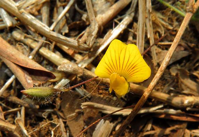 Crotalaria acicularis